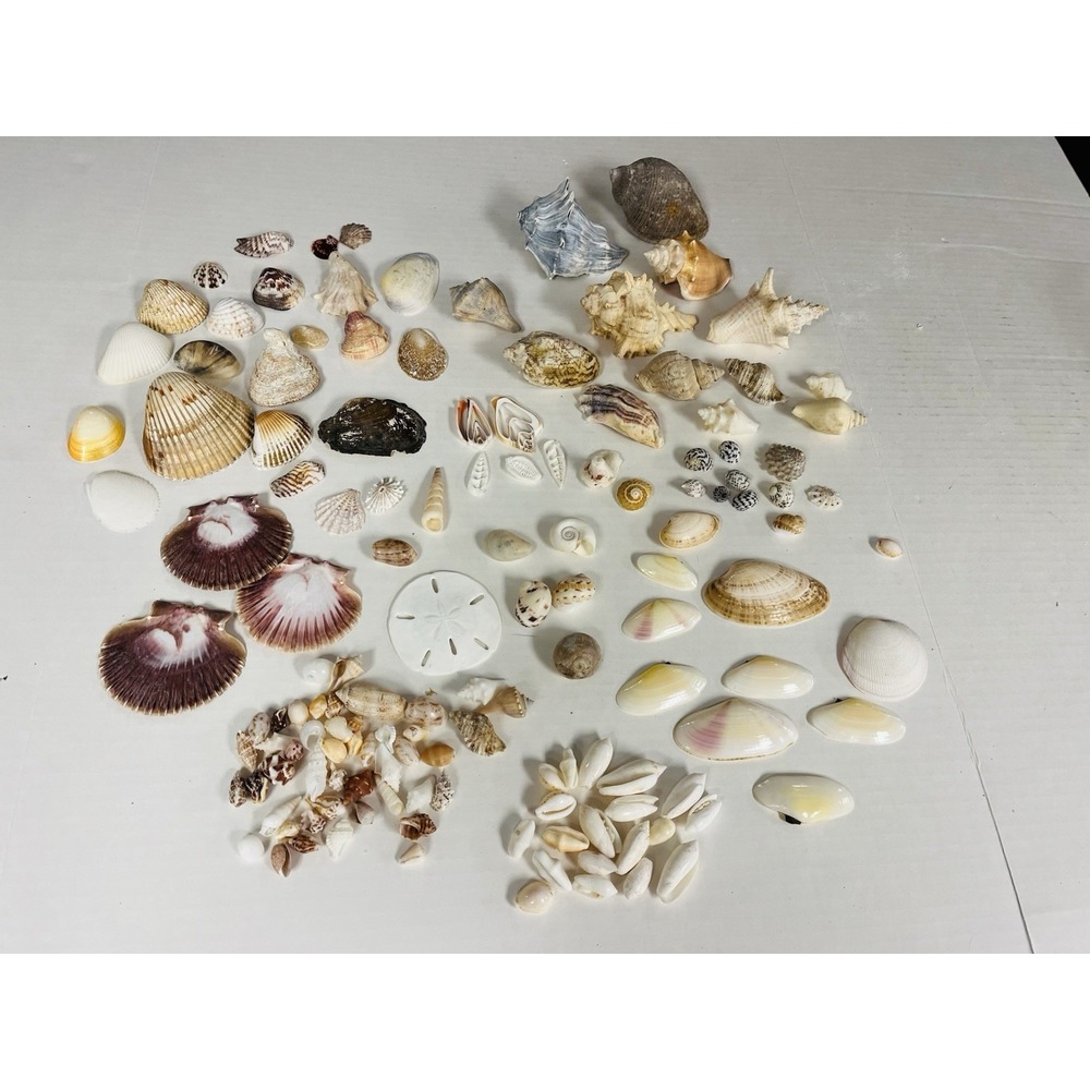 Seashells Marine Fossils Unique Beach Nautical Decor Ocean 100+ Lot Assorted